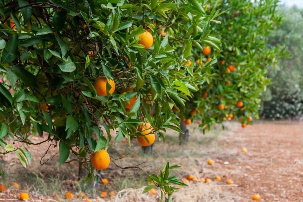 Orange Tree Villa Portokhéli Eksteriør bilde